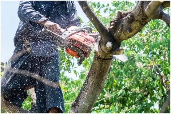 tree services Waubeka